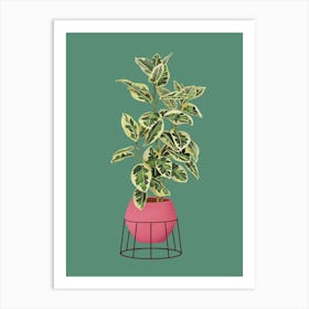 Ficus Variegated On Green Art Print