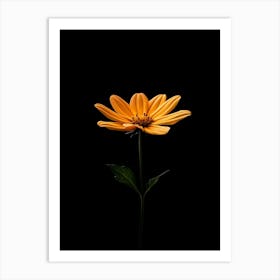 Single Orange Flower Isolated On Black Background Art Print