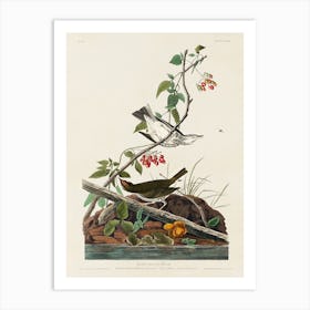 Golden Crowned Thrush, Birds Of America, John James Audubon Art Print