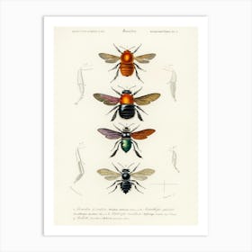Different Types Of Insects, Charles Dessalines D' Orbigny Art Print