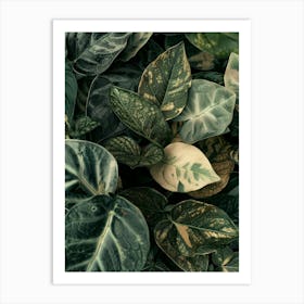 Ivy Leaves 1 Art Print