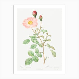 Musk Rose, Pierre Joseph Redoute 1 Art Print