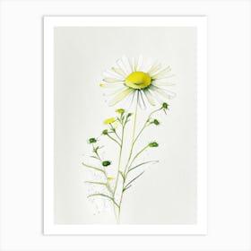 Camomile Herb Minimalist Watercolour 1 Art Print