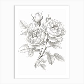 Roses Sketch 41 Art Print