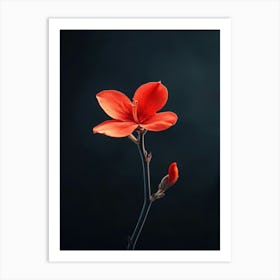 Red Flower On Black Background 5 Art Print