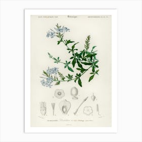 Plumbago Capensis, Charles Dessalines D' Orbigny Art Print