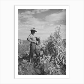 Farmer Of Spanish Extraction In Cornfield, Concho, Arizona By Russell Lee Art Print