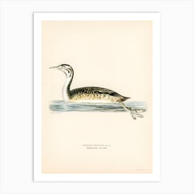 Podiceps Cristatus, The Von Wright Brothers Art Print