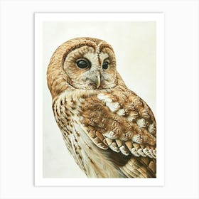 Tawny Owl Marker Drawing 2 Art Print