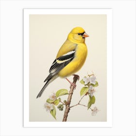 Vintage Bird Drawing American Goldfinch 1 Art Print