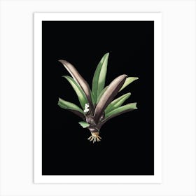Vintage Boat Lily Botanical Illustration on Solid Black n.0382 Art Print