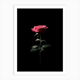 Single Pink Rose On Black Background 1 Art Print