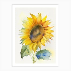 Sunflower Wildflower Watercolour 2 Art Print