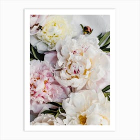 White Peonies Art Print