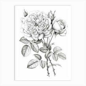 Roses Sketch 12 Art Print
