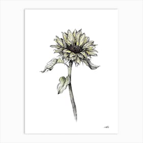 Watercolour Sunflower Right Art Print