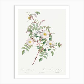 Rosa Reductea Glauca, Pierre Joseph Redoute Art Print