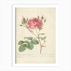 Rose Illustration, Pierre Joseph Redoute (6) Art Print