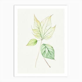 Siberian Ginseng Leaf Minimalist Watercolour Art Print