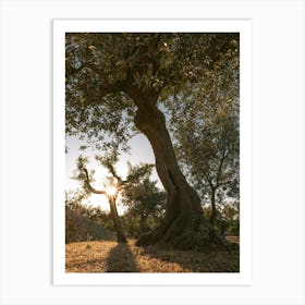 Olive Trees With Sunstar Italy Art Print