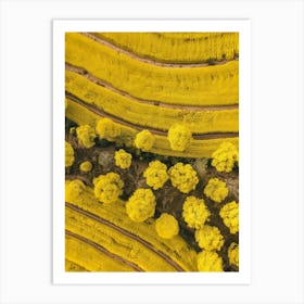 Aerial View Of Yellow Rice Fields Art Print