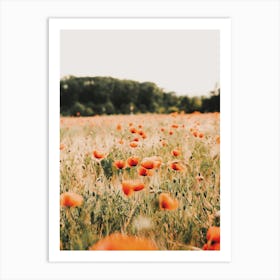 Poppy Flower Field Art Print