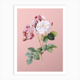 Vintage Pink Damask Rose Botanical on Soft Pink n.0016 Art Print