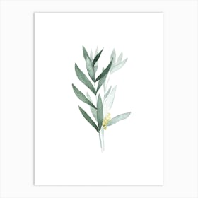 Eucalyptus I Art Print