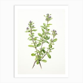 Thyme Vintage Botanical Herbs 1 Art Print