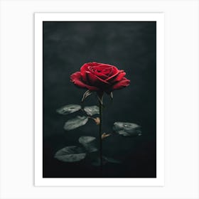 Dark Rose 119 Art Print