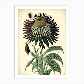 Coneflower Wildflower Vintage Botanical 2 Art Print