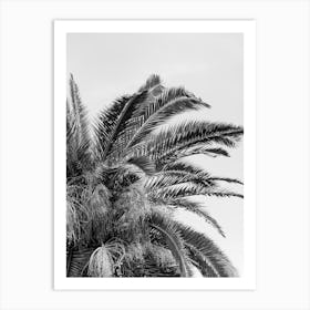 Black And White Palm Tree in Italy | Travel photography Art Print