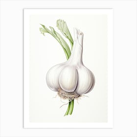 Garlic Vintage Botanical Herbs 1 Art Print