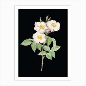 Vintage Rose of Castile Botanical Illustration on Solid Black n.0523 Art Print