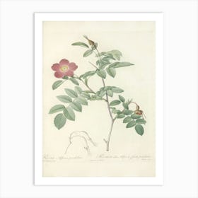 Rose Illustration, Pierre Joseph Redoute (80) Art Print