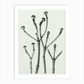 Box Wood Of North America, Flowering Dogwood (1928), Karl Blossfeldt Art Print