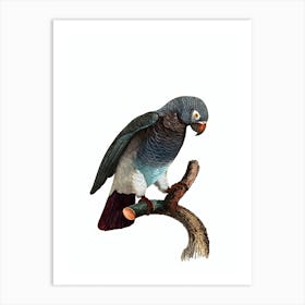 Vintage African Grey Parrot Bird Illustration on Pure White Art Print