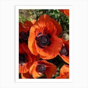 Close-up of orange-red poppies Art Print