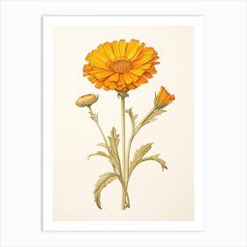 Calendula Pot Marigold Vintage Botanical Herbs 2 Art Print