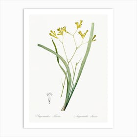 Anigozanthos Flavida, Pierre Joseph Redoute Art Print