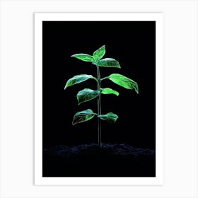 Small Green Plant In The Dark 1 Art Print