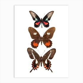 Three Brown And Red Butterflies Art Print