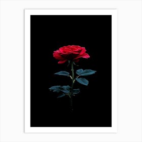 Red Rose On Black Background Art Print