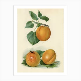 Vintage Illustration Of An Apricot, John Wright Art Print