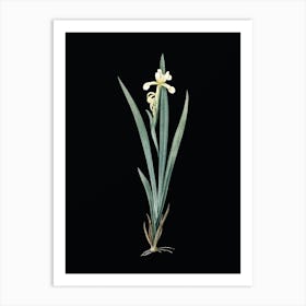 Vintage Yellow Banded Iris Botanical Illustration on Solid Black n.0634 Art Print