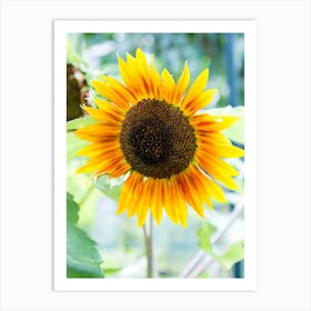 Sunflower In The Garden Art Print