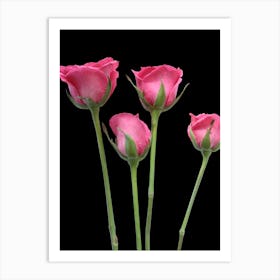 Pink Roses On Black Background Art Print