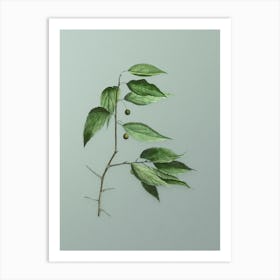 Vintage European Nettle Tree Botanical Art on Mint Green Art Print