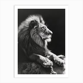 Barbary Lion Charcoal Drawing Resting In The Sun 2 Art Print
