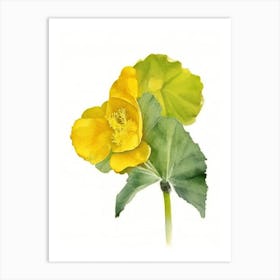 Marsh Marigold Wildflower Watercolour 2 Art Print